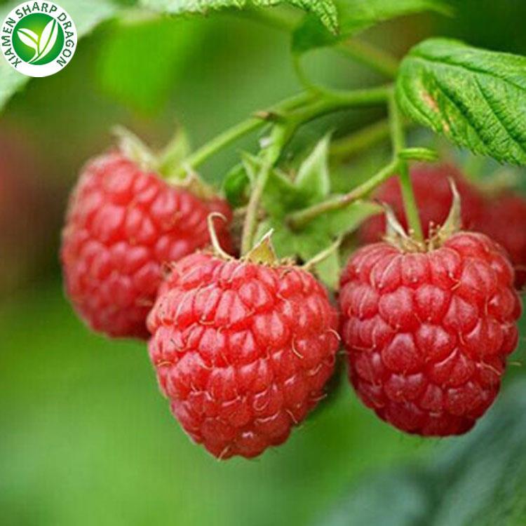 raspberry beku untuk dijual frozen raspberries for sale