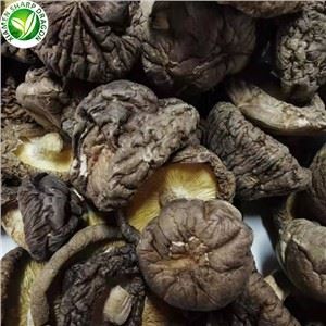 jamur shiitake kering organik