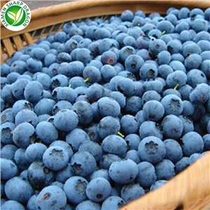 Harga terbaru blueberry beku