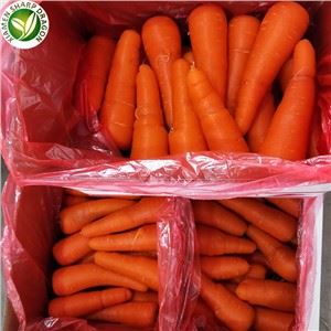 Wortel Jual Panas