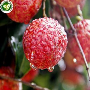 Musim Buah Leci