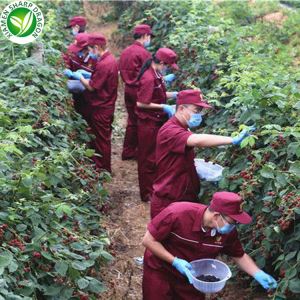 Jenis Buah Raspberry