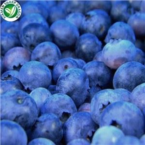 Blueberry Paling Populer