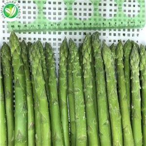 Asparagus Hijau Beku IQF untuk Pasokan Kontainer