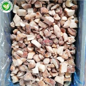 Jamur Porcini Tanaman Baru