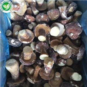Porcini Jamur Massal