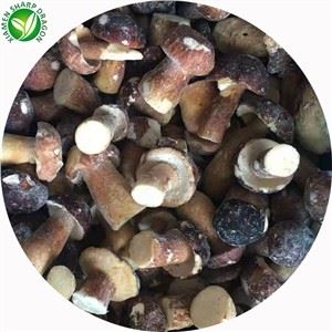 Harga Jamur Porcini Lezat