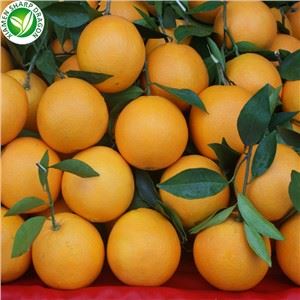 Segmen Jeruk Mandarin Beku IQF untuk Inklusi Buah