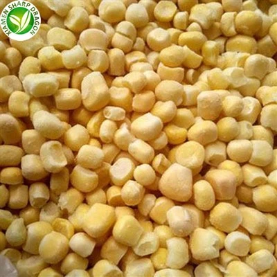 Biji Jagung Manis Beku Tanaman Baru